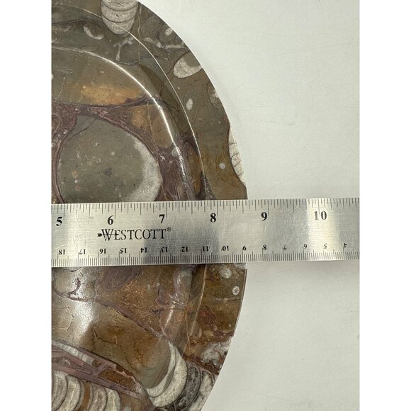 1950s Mid-Century Stone Fossil Plate Orthoceras Sea Shell Ammonite 11.25"X8.5" - Picture 4 of 5